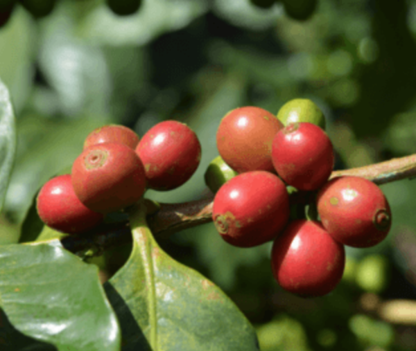 Grüner Kaffee Bio Rohkaffee 18 Beutel 54 g für grüne Kaffeeeinläufe & Darmspülungen
